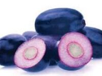 Jackfruit - Grade A (Premium) Large, mature fruit